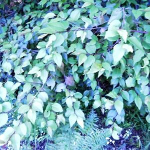 Bladeren van Maytenus acuminata - Zijdeachtige schorsboom - Kaapstad.