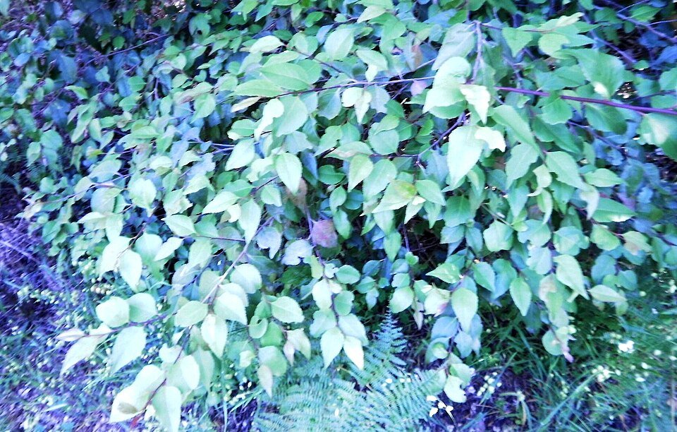 Bladeren van Maytenus acuminata - Zijdeachtige schorsboom - Kaapstad.