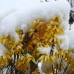 Gele Forsythia bloemen in volle bloei.