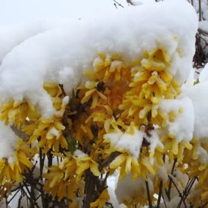 Gele Forsythia bloemen in volle bloei.