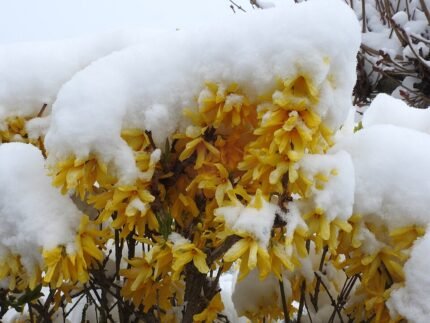 Gele Forsythia bloemen in volle bloei.