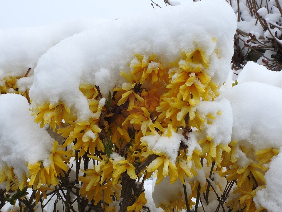 Gele Forsythia bloemen in volle bloei.