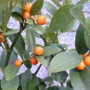 Citrus hindsii - Fort Hindsii citrusboom met groene bladeren.