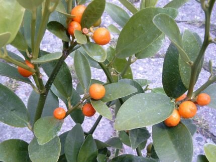 Citrus hindsii - Fort Hindsii citrusboom met groene bladeren.