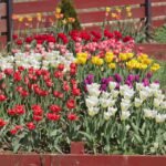 Tulp - Darwin-hybriden in verschillende kleuren en vormen.