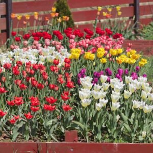 Tulp - Darwin-hybriden in verschillende kleuren en vormen.
