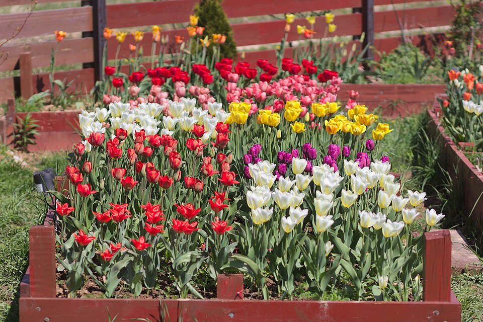 Tulp - Darwin-hybriden in verschillende kleuren en vormen.