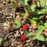 Rijpe pineberries op aardbeienplant met bladeren en bloemen.