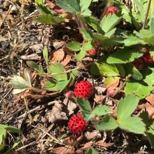 Rijpe pineberries op aardbeienplant met bladeren en bloemen.