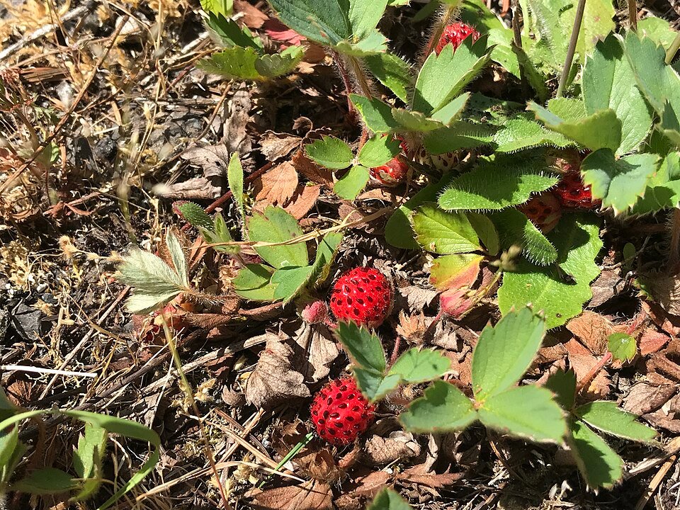 Rijpe pineberries op aardbeienplant met bladeren en bloemen.