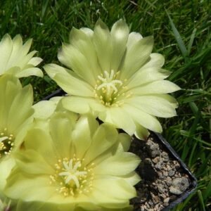 Frailea angelesii cactus bloem op neutrale achtergrond.