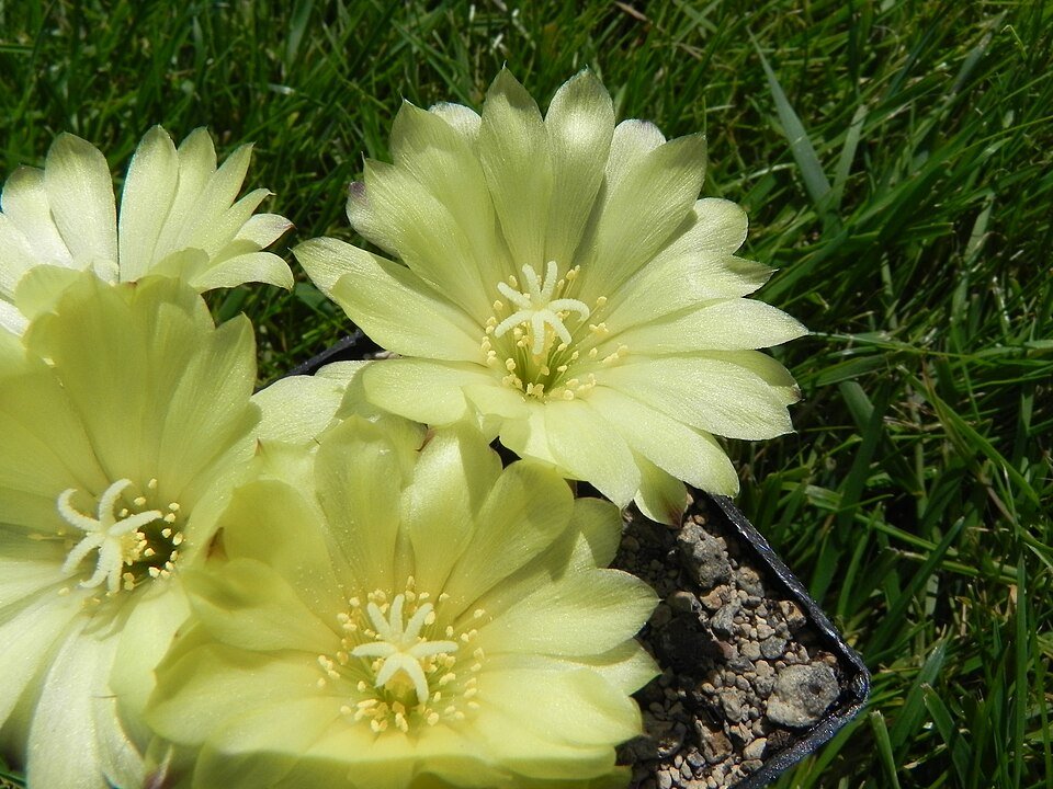 Frailea angelesii cactus bloem op neutrale achtergrond.