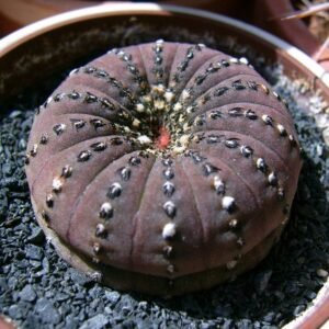 Frailea castanea cactus met ronde groene stekelige stelen en gele bloemen.