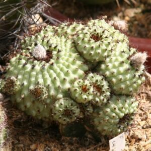 Frailea chiquitana cactus met gele bloemen op grijze achtergrond.