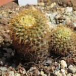 Frailea curvispina cactus met heldergroene stekels en gele bloemknoppen.
