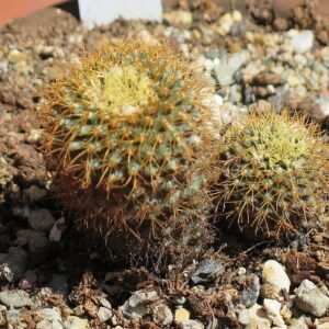 Frailea curvispina cactus met heldergroene stekels en gele bloemknoppen.