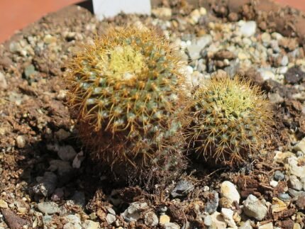 Frailea curvispina cactus met heldergroene stekels en gele bloemknoppen.