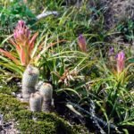 Frailea gracillima cactus met heldergroene kleur en kleine stekels op grijze achtergrond.