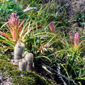Frailea gracillima cactus met heldergroene kleur en kleine stekels op grijze achtergrond.
