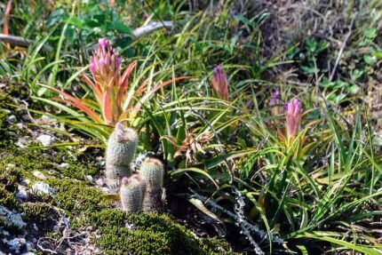 Frailea gracillima cactus met heldergroene kleur en kleine stekels op grijze achtergrond.