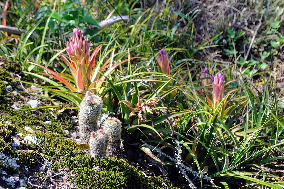 Frailea gracillima cactus met heldergroene kleur en kleine stekels op grijze achtergrond.