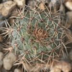 Frailea phaeodisca cactus met roze bloemknoppen en stekelige textuur.