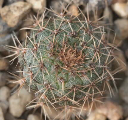 Frailea phaeodisca cactus met roze bloemknoppen en stekelige textuur.