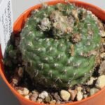 Frailea schilinzkyana cactus met levendig groen lichaam en witte stekels tegen woestijnachtergrond.