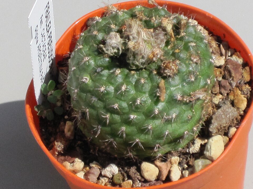 Frailea schilinzkyana cactus met levendig groen lichaam en witte stekels tegen woestijnachtergrond.