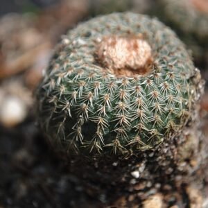 Mini Frailea pygmaea cactus in a pot, cultivated from Palmar Soriano.