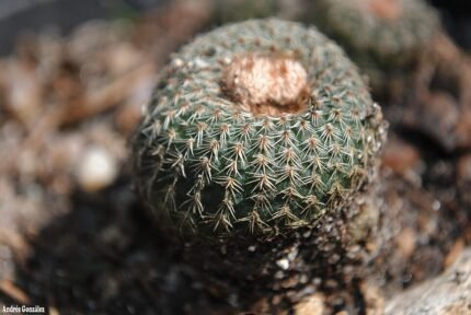 Mini Frailea pygmaea cactus in a pot, cultivated from Palmar Soriano.
