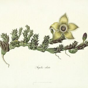 Orbea ciliata-plant met unieke stervormige bloemen en sappige groene bladeren.