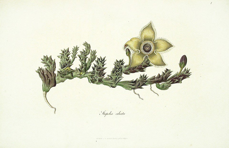 Orbea ciliata-plant met unieke stervormige bloemen en sappige groene bladeren.