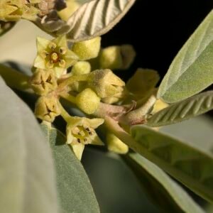 Frangula californica subsp. tomentella - Groenblijvende struik met ovale bladeren en rode bessen.