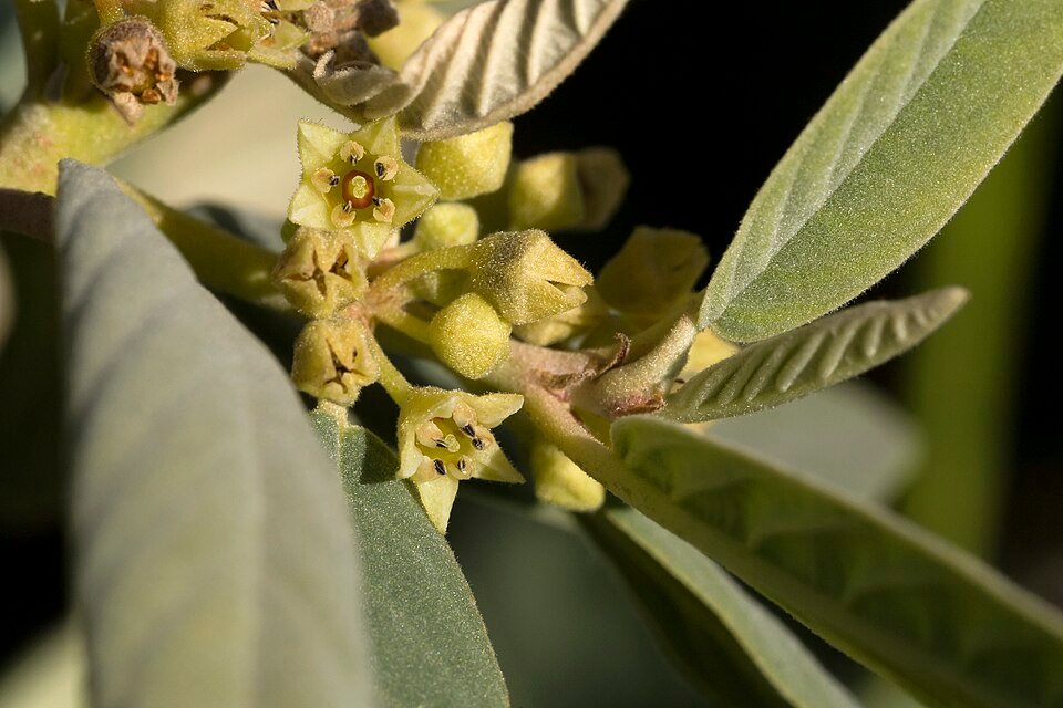 Frangula californica subsp. tomentella - Groenblijvende struik met ovale bladeren en rode bessen.