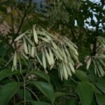 Fraxinus griffithii boom met rode bloesems in tuin.