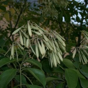 Fraxinus griffithii boom met rode bloesems in tuin.