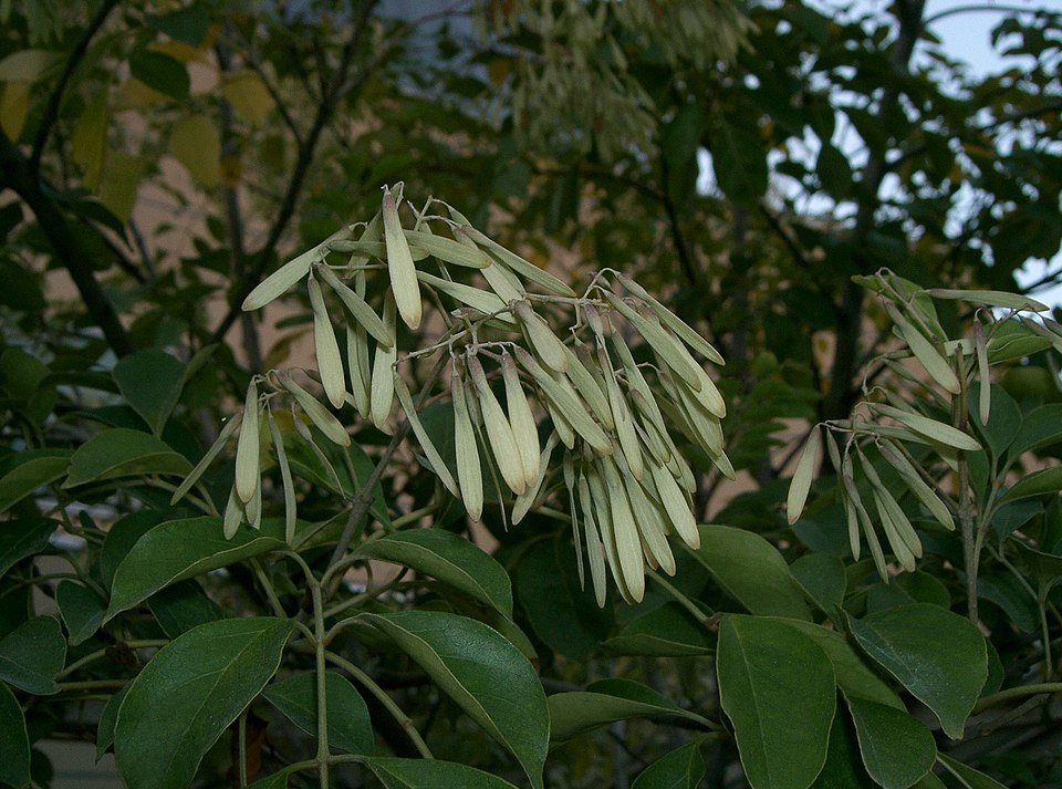 Fraxinus griffithii boom met rode bloesems in tuin.