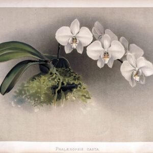 Witte Phalaenopsis bloem op historische botanische illustratie uit 1890.