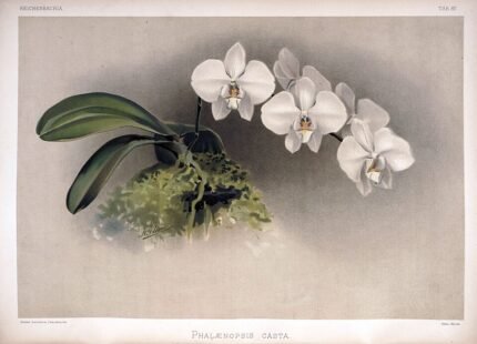 Witte Phalaenopsis bloem op historische botanische illustratie uit 1890.