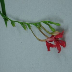 Gele Freesia laxa bloem op een groene steel.