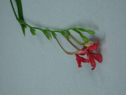Gele Freesia laxa bloem op een groene steel.