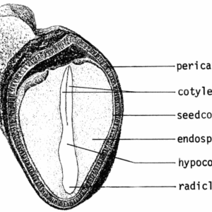 Geel zaad van de Fremontodendron californicum.