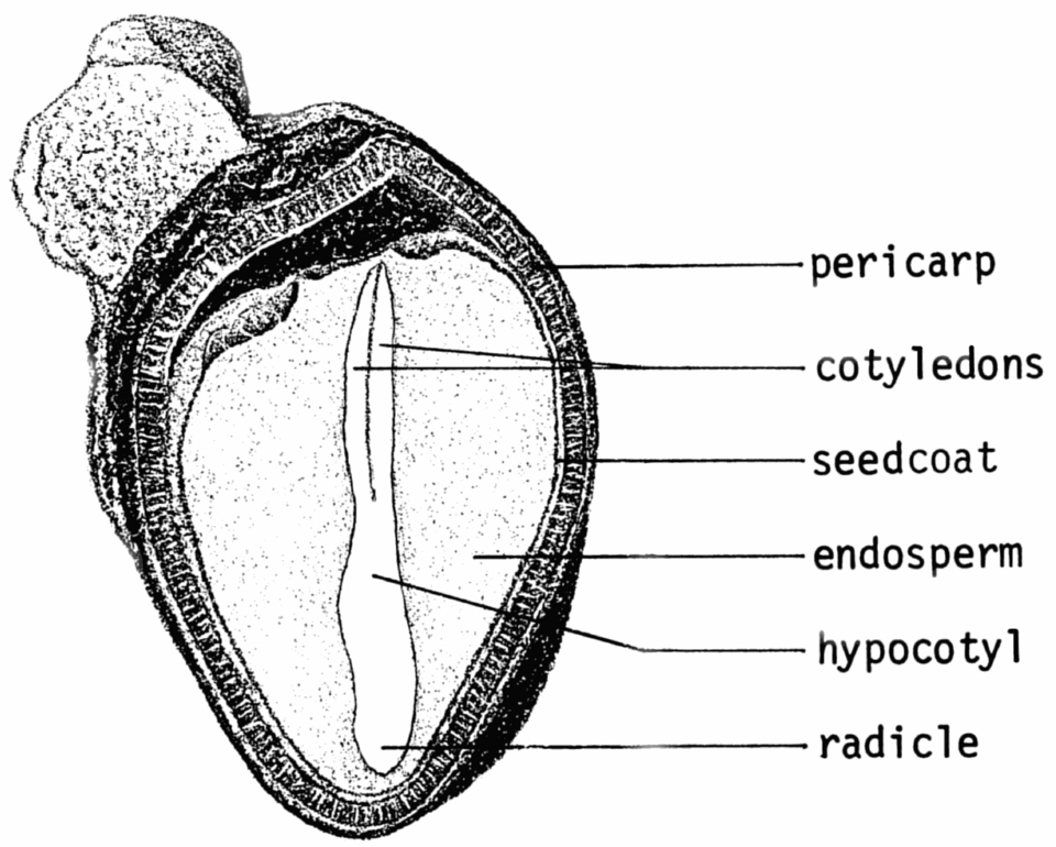 Geel zaad van de Fremontodendron californicum.