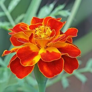Tagetes erecta, Frans goudsbloem in heldere kleuren en bloeiend.