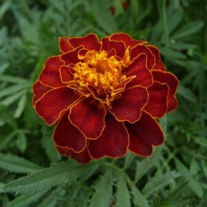 Tagetes patula bloem met heldere kleuren, laag groeiend in tuin.