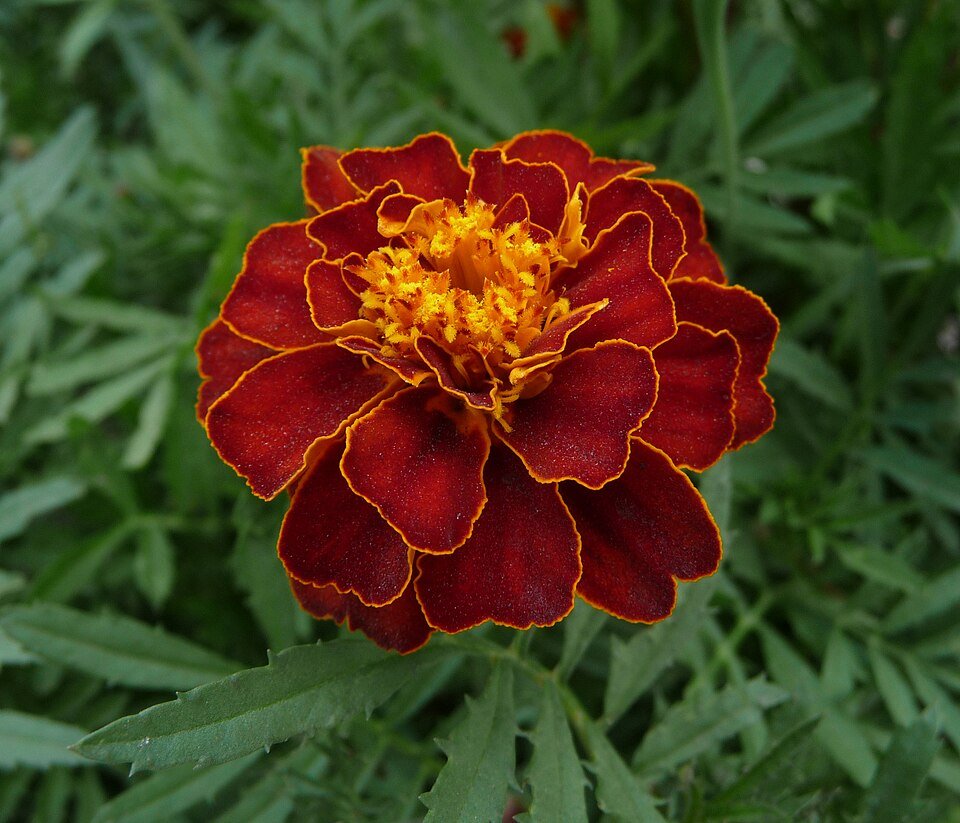 Tagetes patula bloem met heldere kleuren, laag groeiend in tuin.