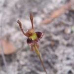 Fringed Hare Orchid in soft hues on dark background.