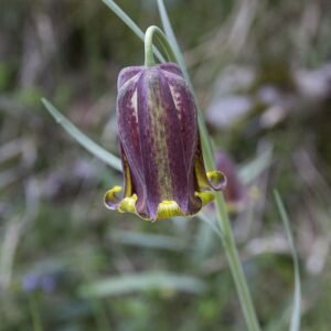 Fritillaria pyrenaica bloeiende plant met witte bloemen en groene bladeren.