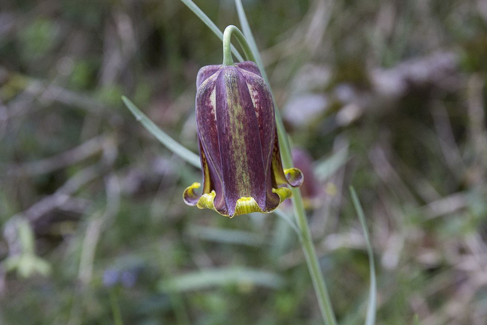 Fritillaria pyrenaica bloeiende plant met witte bloemen en groene bladeren.